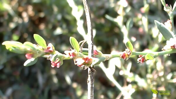 Sempre-noiva (knotweed) -Polygonum aviculare