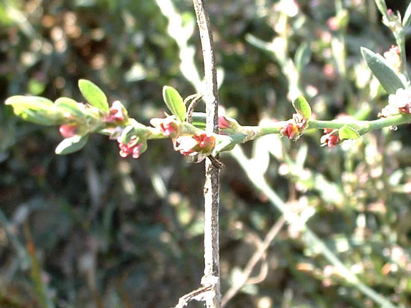 Sempre-noiva (knotweed) -Polygonum aviculare