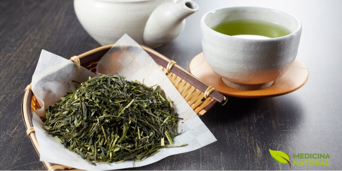 O Sencha é o chá verde mais popular no Japão, representando cerca de 80% da produção nacional. Suas folhas são vaporizadas imediatamente após a colheita para interromper a oxidação, depois enroladas em formas de agulha características. O processo de vaporização confere ao Sencha sua cor verde vibrante e sabor umami pronunciado, com notas vegetais e marinhas. A infusão apresenta uma tonalidade verde-amarelada brilhante. O teor de catequinas é alto, embora menor que no matcha, pois apenas a infusão é consumida.