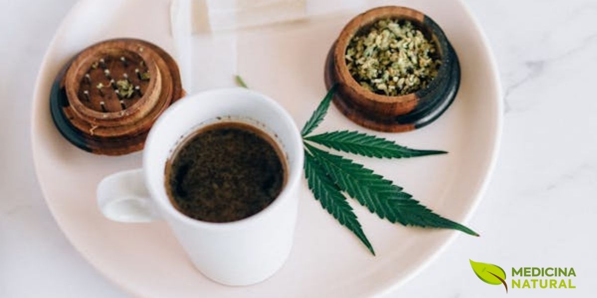 O Sencha possui três principais variedades: Shincha (novo chá da primeira colheita em abril-maio, com sabor mais doce e umami pronunciado), Fukamushi Sencha (vaporização profunda que quebra as folhas e produz infusão mais encorpada e verde intensa) e Asamushi Sencha (vaporização leve que preserva a integridade das folhas e oferece sabor mais delicado). Cada variedade possui perfil único de catequinas, cafeína e L-teanina, oferecendo experiências sensoriais distintas.