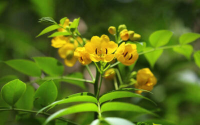 Sene: saiba para que serve o chá laxante