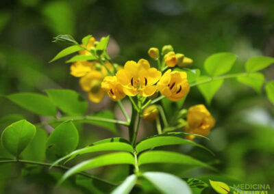 Sene - Cassia angustifolia