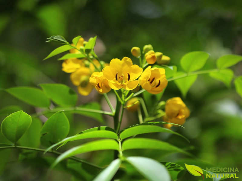 Sene - Cassia angustifolia