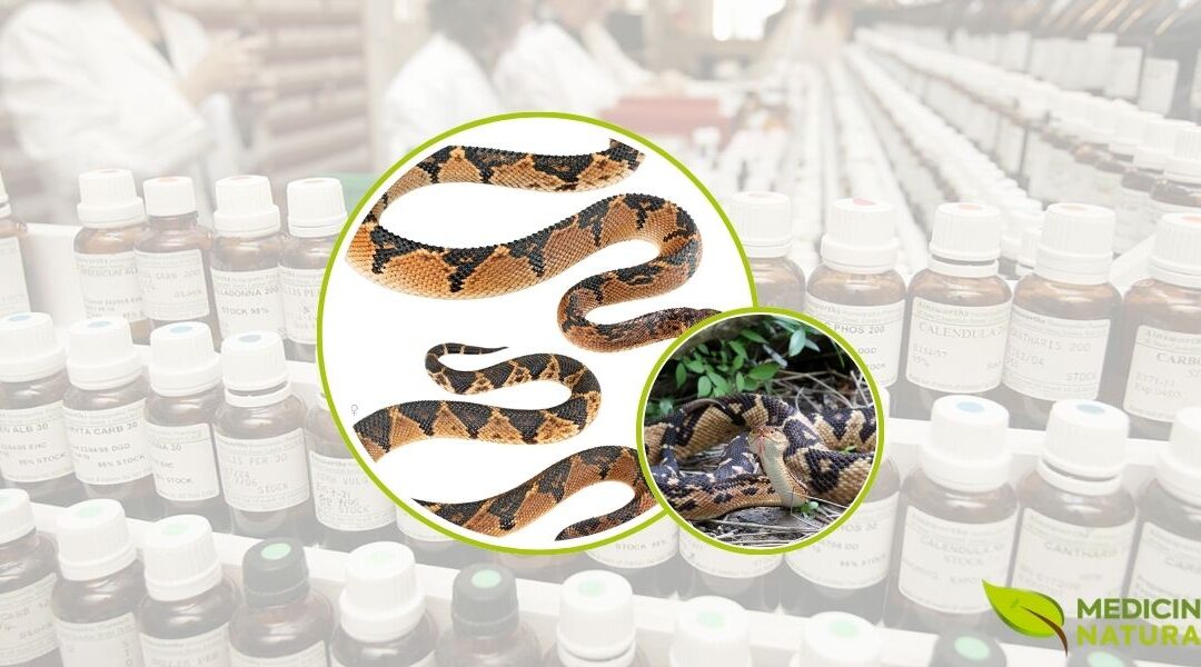 Lachesis Muta: Guia de Benefícios e Uso na Homeopatia