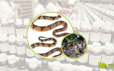 Lachesis Muta: Guia de Benefícios e Uso na Homeopatia