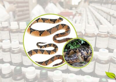 A serpente surucucu (Lachesis muta) é a maior cobra venenosa da América do Sul, podendo atingir mais de 4 metros de comprimento. Seu veneno complexo contém enzimas e toxinas que, quando preparadas homeopaticamente através de diluições infinitesimais, transformam-se no poderoso remédio Lachesis Muta usado para tratar ansiedade, menopausa e problemas circulatórios.