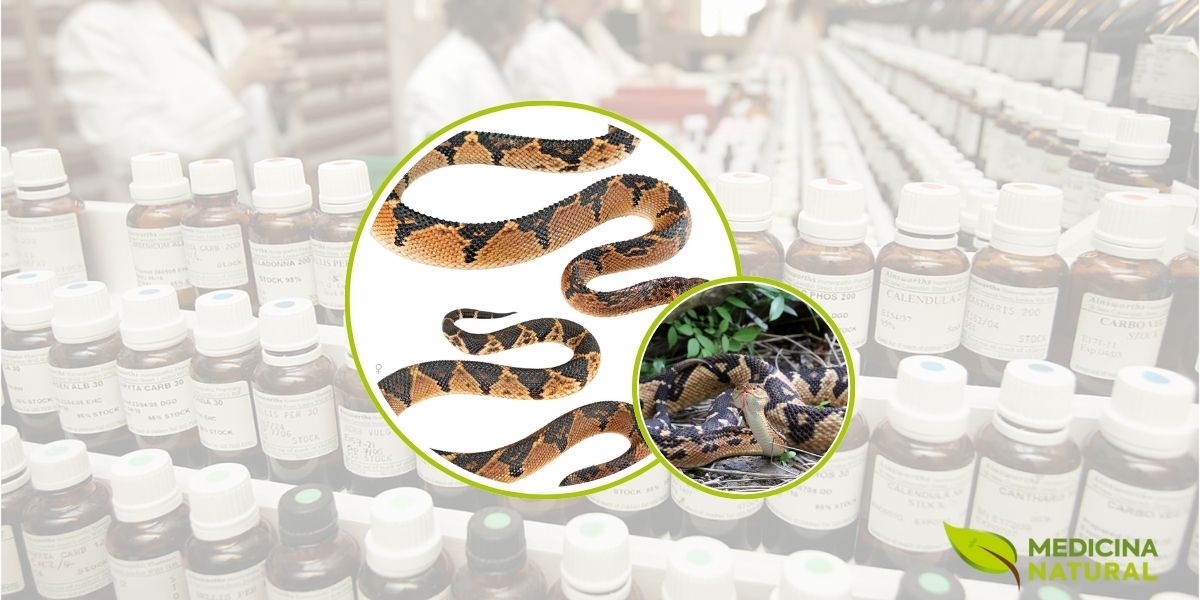 A serpente surucucu (Lachesis muta) é a maior cobra venenosa da América do Sul, podendo atingir mais de 4 metros de comprimento. Seu veneno complexo contém enzimas e toxinas que, quando preparadas homeopaticamente através de diluições infinitesimais, transformam-se no poderoso remédio Lachesis Muta usado para tratar ansiedade, menopausa e problemas circulatórios. A serpente surucucu (Lachesis muta) é a maior cobra venenosa da América do Sul, podendo atingir mais de 4 metros de comprimento. Seu veneno complexo contém enzimas e toxinas que, quando preparadas homeopaticamente através de diluições infinitesimais, transformam-se no poderoso remédio Lachesis Muta usado para tratar ansiedade, menopausa e problemas circulatórios.