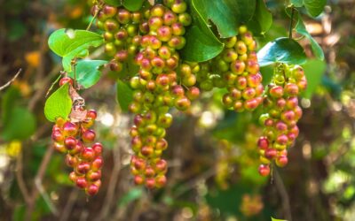 Smilax aspera (SALSAPARRILHA)