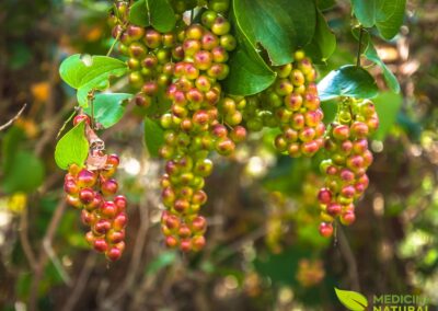 Smilax aspera - SALSAPARRILHA