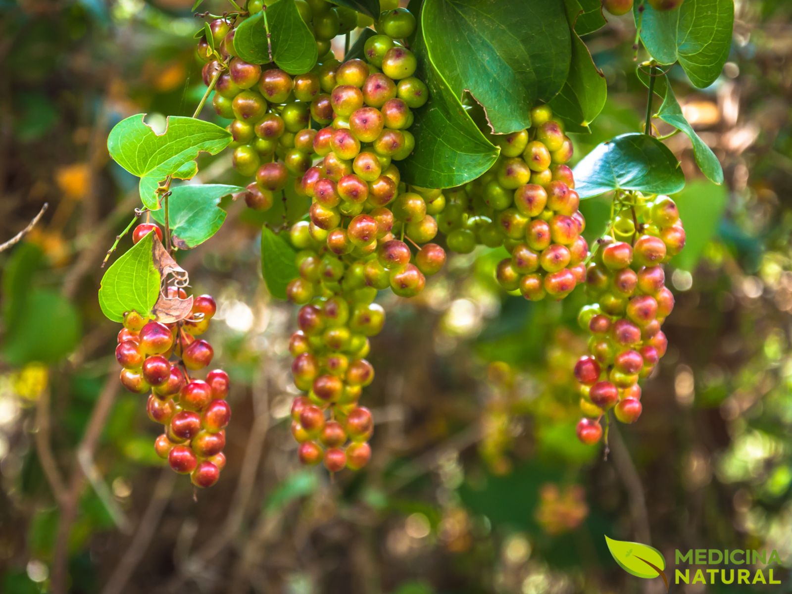 Smilax aspera - SALSAPARRILHA