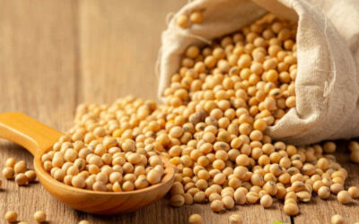 Soja: saiba para que serve e benefícios