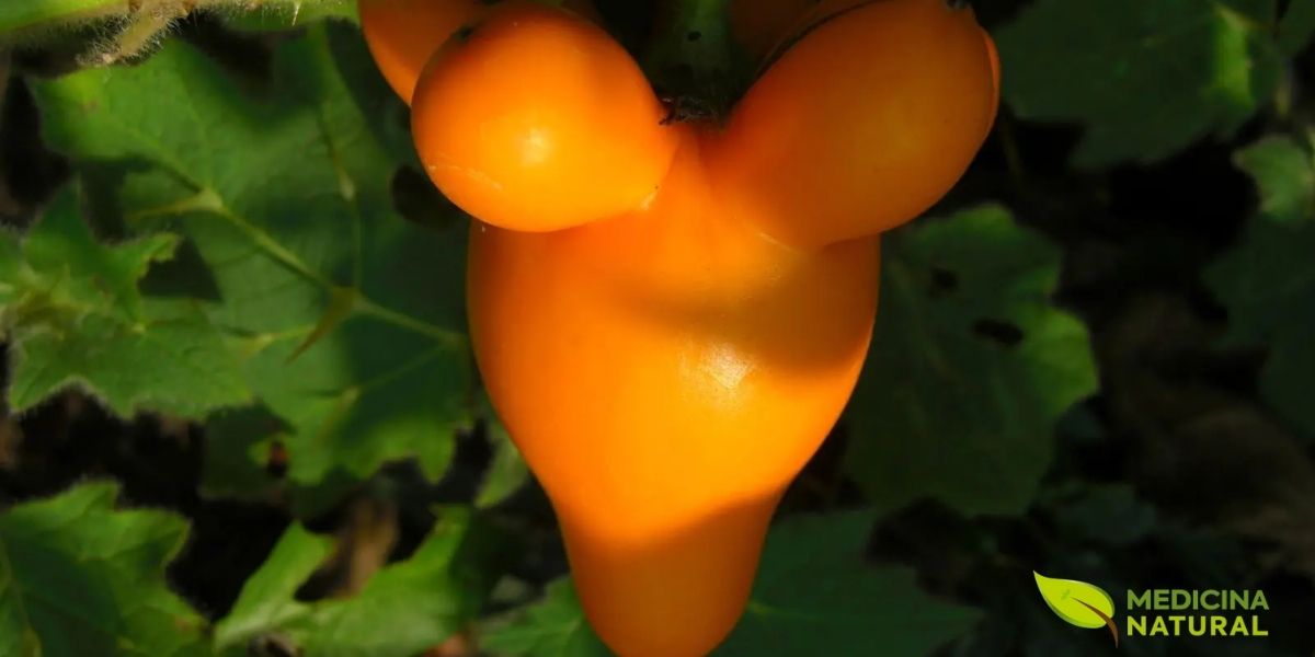 Os frutos da Solanum mammosum são, sem dúvida, a característica mais marcante e reconhecível da planta. São bagas piriformes (em forma de pera) que medem de 4,5 a 5,5 cm de comprimento, com uma base que apresenta 4 a 5 protuberâncias papilares que se assemelham notavelmente a mamilos ou a um úbere de vaca, daí os nomes populares "Peito-de-Vênus", "Teta-de-Vaca" e "Nipple Fruit". Os frutos imaturos são verdes e extremamente tóxicos, contendo altas concentrações de alcaloides esteroidais. À medida que amadurecem, adquirem uma cor amarelo-ouro brilhante e uma textura cerosa que os torna visualmente atraentes. Apesar de sua beleza, os frutos permanecem venenosos mesmo quando maduros e não devem ser consumidos. A polpa interna é branca, esponjosa e contém numerosas sementes pequenas e achatadas. Na Ásia, especialmente na China e em Taiwan, os frutos são amplamente usados em arranjos florais decorativos, particularmente durante as celebrações do Ano Novo Lunar, onde são amarrados a varas de bambu em forma de pirâmide, simbolizando longevidade e harmonia familiar. A forma bizarra e a cor vibrante dos frutos fazem da S. mammosum uma planta ornamental de grande apelo, embora seu cultivo deva ser feito com extrema cautela devido à sua toxicidade.