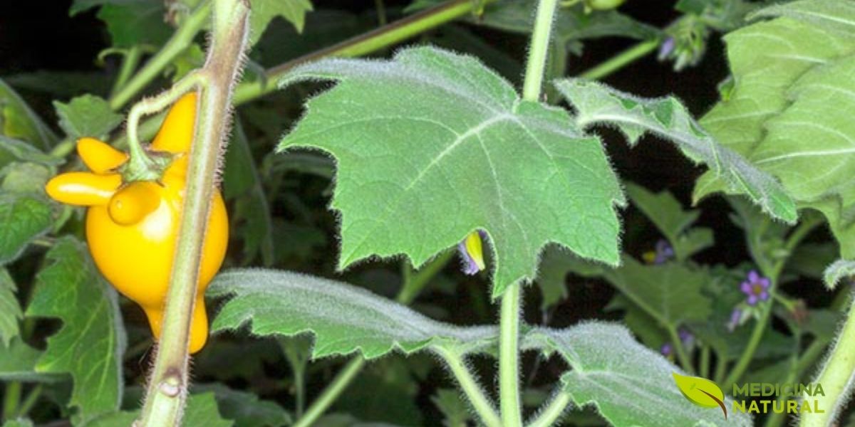 Solanum mammosum L. (Solanaceae) é uma erva robusta ou arbusto que pode atingir até 1 metro de altura. A planta possui caules e ramos peludos e espinhosos, cobertos por tricomas estrelados. As folhas são simples, alternadas, ovadas a oblongas, de 5-10 cm de comprimento e 4,5-9,5 cm de largura, densamente peludas e com espinhos ao longo das nervuras em ambas as superfícies. As inflorescências são cimas escorpioides com 2-4 flores. As flores são actinomorfas, hermafroditas, com corola violeta ou roxa de cerca de 1,8 cm de diâmetro, profundamente 5-lobada, e anteras amarelas proeminentes que afilam em ápice subulado. O fruto é uma baga piriforme de 4,5-5,5 cm de comprimento, com 4-5 protuberâncias papilares na base que lembram mamilos ou um úbere de vaca, característica que dá nome à espécie. Os frutos são verdes quando imaturos e tornam-se amarelo-brilhantes quando maduros, com uma textura cerosa. A polpa é branca e esponjosa, contendo numerosas sementes pequenas e achatadas. Toda a planta é venenosa devido à presença de alcaloides esteroidais (solanina, solamargina, solasonina).