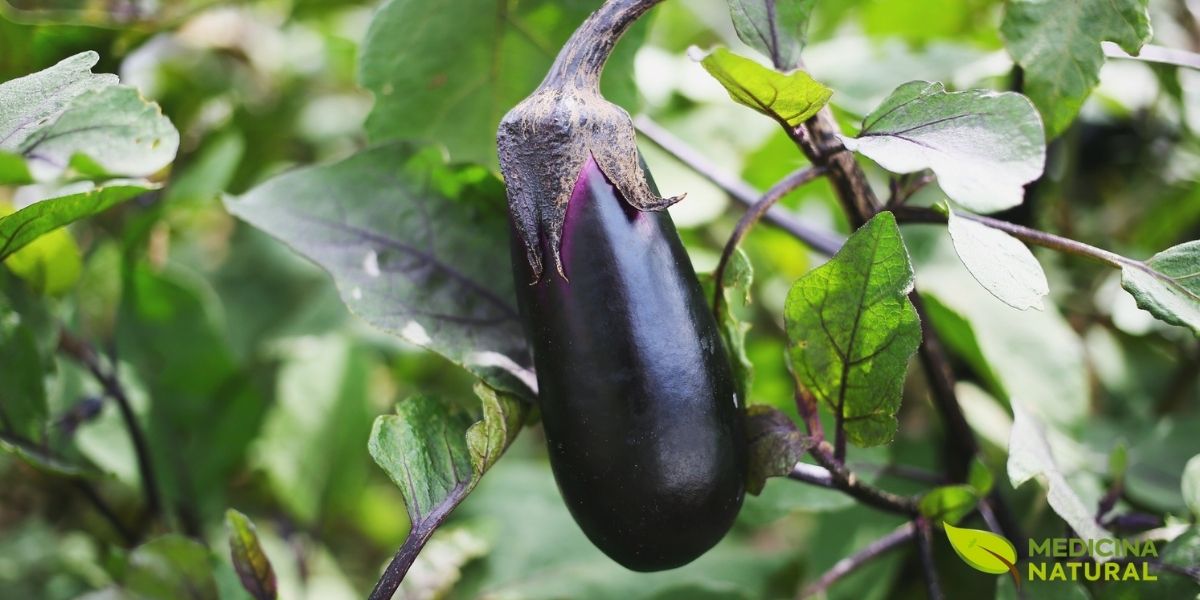 Solanum melongena L. (Solanaceae) é uma planta herbácea ou arbustiva anual ou perene de curta duração, que pode atingir de 40 cm a 2 metros de altura. Possui caule ereto, ramificado, frequentemente espinhoso, com pelos estrelados. As folhas são grandes, alternadas, ovadas a oblongas, de 10-30 cm de comprimento, verde-acinzentadas, também cobertas por pelos estrelados e, em algumas variedades, com espinhos nas nervuras. O fruto é uma baga grande, pendente, de forma variável (ovóide, oblonga, cilíndrica ou globosa), com casca lisa e brilhante. A cor varia amplamente: roxa-escura (a mais comum), branca, verde, listrada ou até amarela. A polpa é esponjosa, branca ou levemente esverdeada, contendo numerosas sementes pequenas e achatadas. O fruto da berinjela roxa deve sua cor vibrante à nasunina, uma antocianina com potentes propriedades antioxidantes e neuroprotetoras.