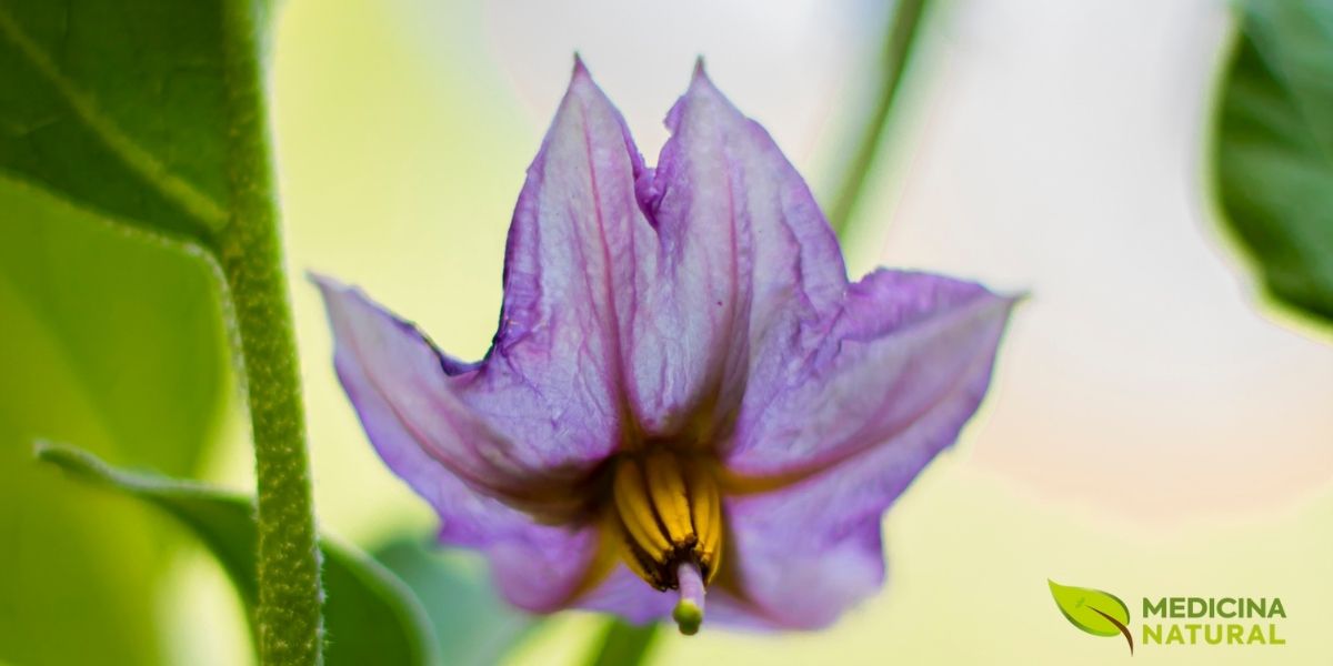 As flores da Solanum melongena são solitárias ou aparecem em pequenos grupos de 2-3, surgindo nas axilas das folhas. Elas são grandes (3-5 cm de diâmetro), com 5-7 pétalas fusionadas em forma de estrela, de cor roxa, violeta ou branca, com o centro amarelo brilhante formado pelos estames proeminentes. O cálice é verde, frequentemente espinhoso. As flores são perfeitas (hermafroditas) e a polinização é feita principalmente por abelhas. Após a polinização, o ovário se desenvolve no fruto característico, a baga roxa. A transição da flor delicada para o fruto robusto é um espetáculo botânico que demonstra a versatilidade desta planta da família Solanaceae. A flor roxa já anuncia a riqueza de antocianinas que estará concentrada na casca do fruto maduro.
