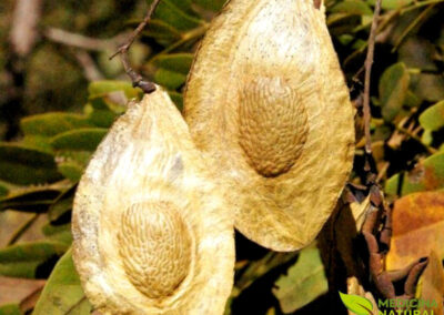 Extrato de sucupira-branca - Pteridon pubescens