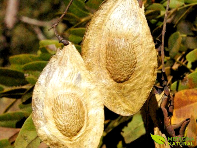 Extrato de sucupira-branca - Pteridon pubescens