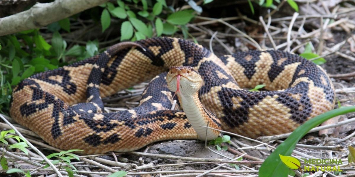 A surucucu habita as florestas tropicais da América do Sul, especialmente a Amazônia. Esta serpente noturna e solitária inspirou um dos remédios homeopáticos mais versáteis. O Lachesis Muta captura a essência energética do veneno da surucucu, oferecendo tratamento natural para condições que afetam a circulação, hormônios e sistema nervoso.