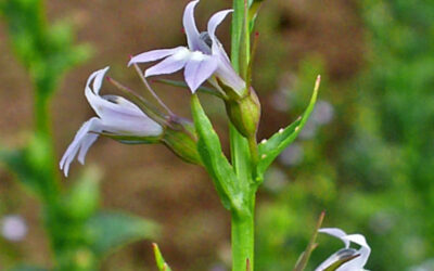 Lobélia (tabaco-indiano): para que serve