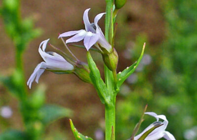 Lobélia (tabaco-indiano) - Lobelia inflata