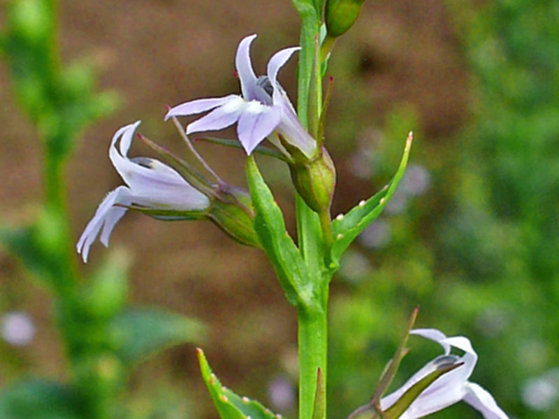 Lobélia (tabaco-indiano) - Lobelia inflata