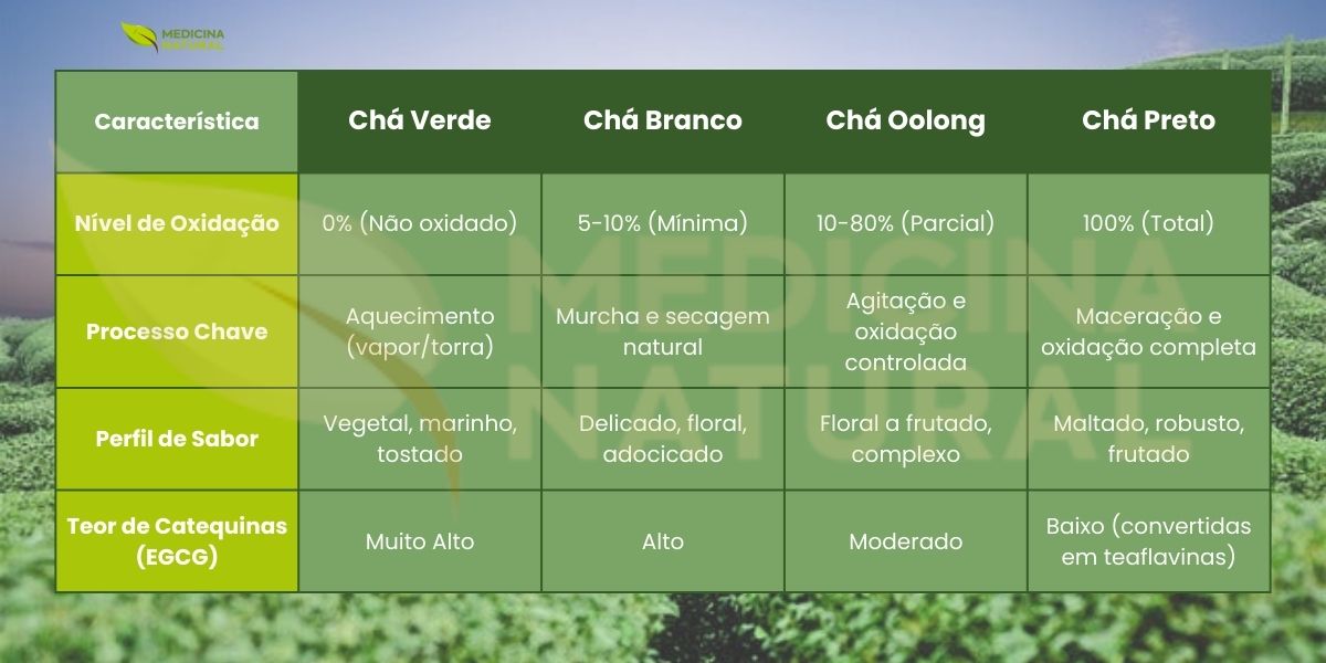 A tabela compara quatro estilos clássicos de chá (verde, branco, oolong e preto) com base em oxidação e processamento - fatores que definem aroma, sabor e composição. À medida que a oxidação aumenta, o perfil sensorial costuma ganhar corpo e notas maltadas/frutadas, enquanto catequinas como EGCG tendem a diminuir por transformação em teaflavinas. A cafeína varia conforme o estilo e o método, indo de baixa/moderada no branco a alta no preto. Uma forma rápida de escolher pelo paladar e pelo momento.