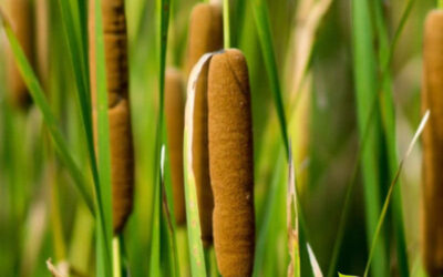 Taboa: saiba para que serve a planta