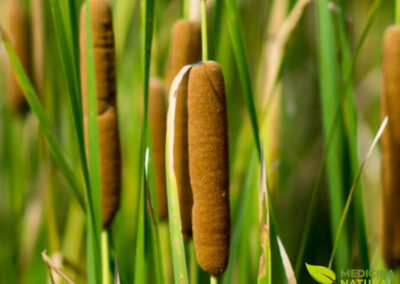 Taboa - Typha domingensis