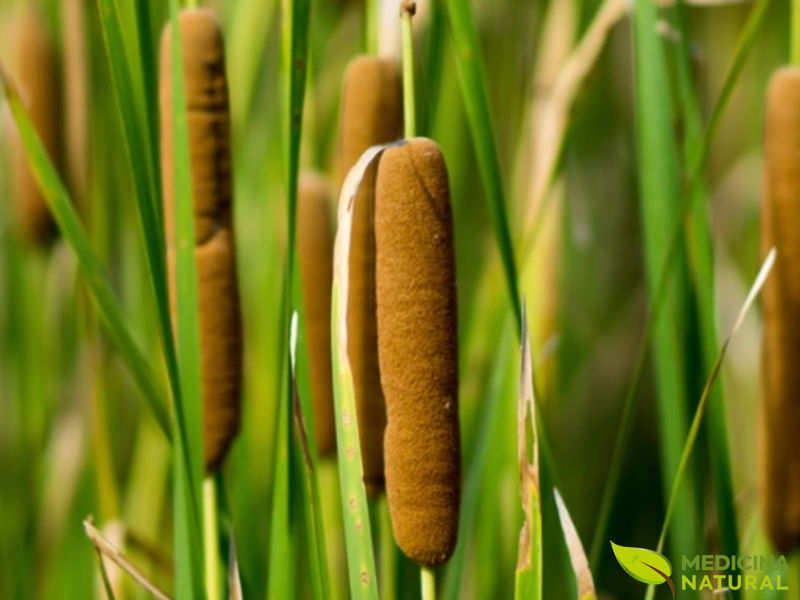 Taboa - Typha domingensis