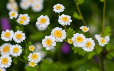 Tanacetum parthenium (TANACETO)