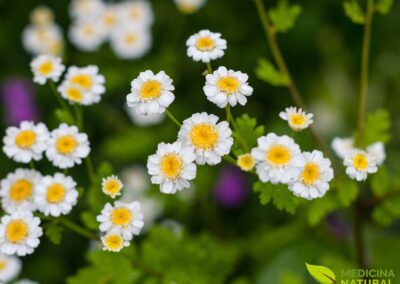 Tanacetum parthenium - TANACETO; FEVERFEW