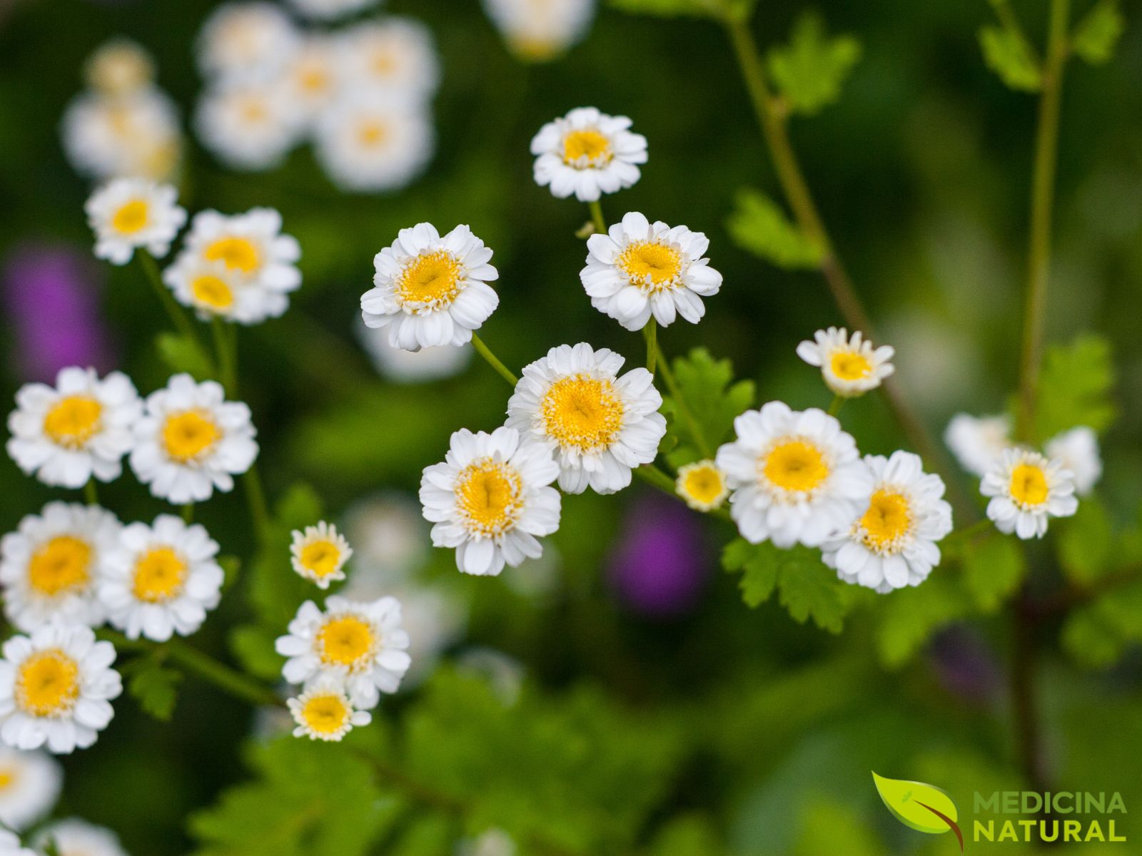 Tanacetum parthenium - TANACETO; FEVERFEW