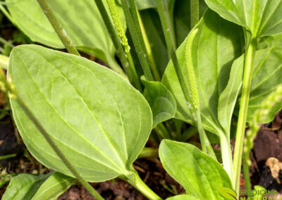 Tanchagem - Plantago major