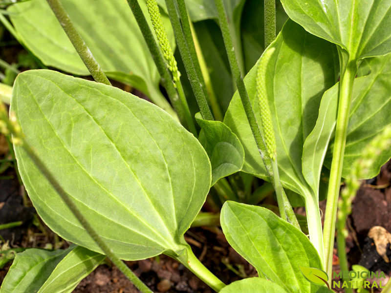 Tanchagem - Plantago major