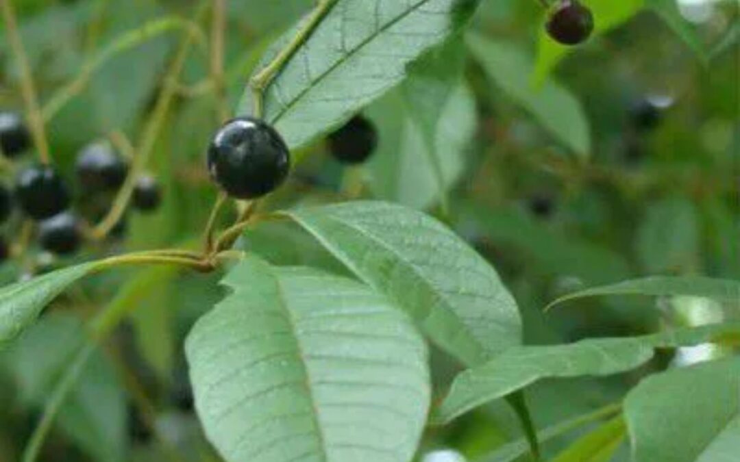 Vitex montevidensis – TARUMÃ