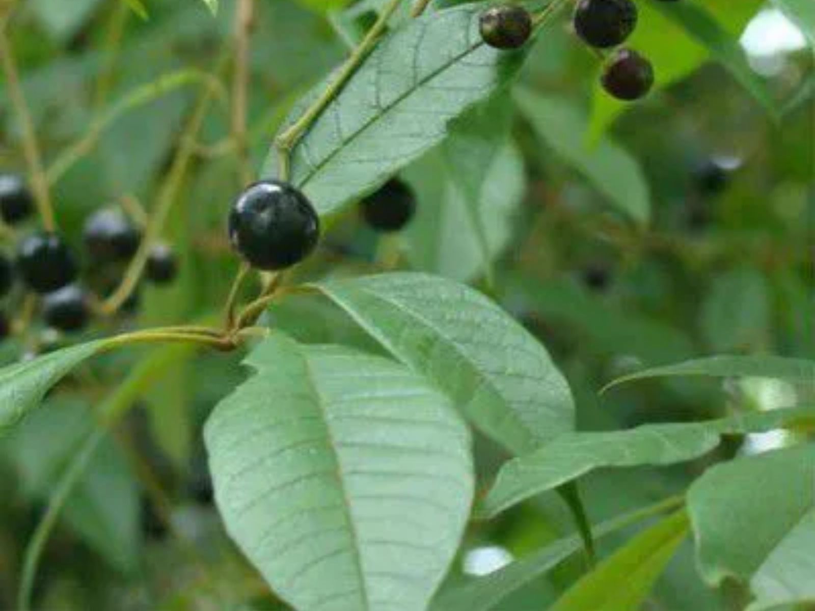 Vitex montevidensis – TARUMÃ Vitex montevidensis - TARUMÃ