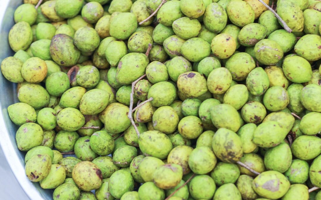 Terminalia chebula – ARJUNA; HARITAKI