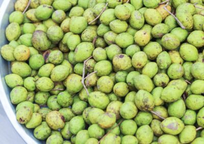 Arjuna - Haritaki - Terminalia chebula