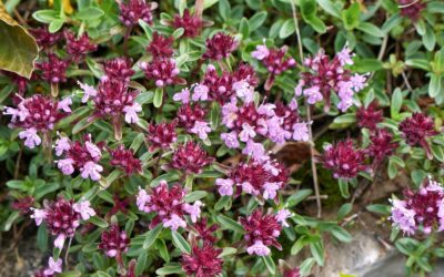 Thymus serpyllum (TOMILHO-SELVAGEM)