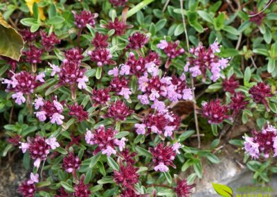Thymus serpyllum - TOMILHO-SELVAGEM