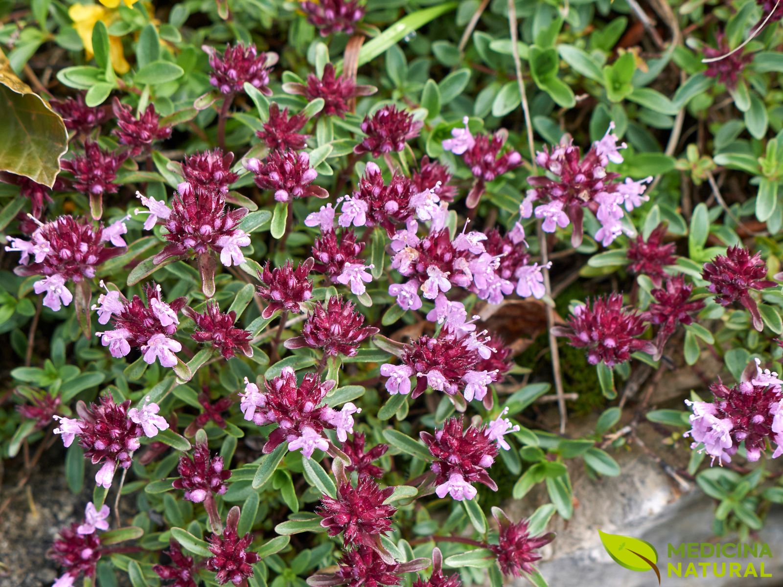 Thymus serpyllum - TOMILHO-SELVAGEM