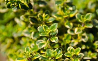 Thymus vulgaris (TOMILHO-DE-JARDIM)