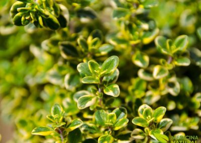 Thymus vulgaris - TOMILHO