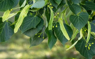 Tilia americana – TÍLIA-AMERICANA