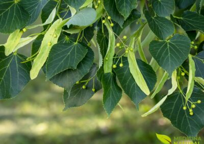Tília - Tilia americana