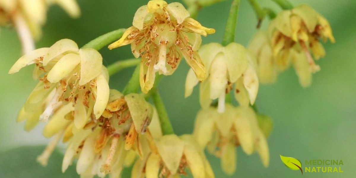 As flores da tília, com suas brácteas características, são um concentrado de compostos bioativos. Elas contêm flavonoides como quercetina e kaempferol, óleos essenciais, mucilagens e taninos. Essa combinação química é responsável por suas múltiplas propriedades terapêuticas, desde a ação calmante no sistema nervoso até o efeito emoliente e anti-inflamatório em peles e mucosas. O aroma doce e floral é um convite ao relaxamento, fazendo do chá de tília uma experiência sensorial completa.