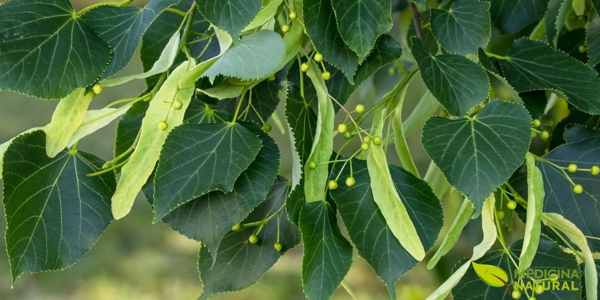 As folhas da tília têm um formato de coração distintivo, com bordas serrilhadas e uma base assimétrica. Elas podem atingir até 20 centímetros de comprimento e são de um verde vibrante no verão, tornando-se amarelo-douradas no outono. Essas folhas não são apenas belas, mas também comestíveis quando jovens e macias, podendo ser usadas em saladas ou como verdura cozida.