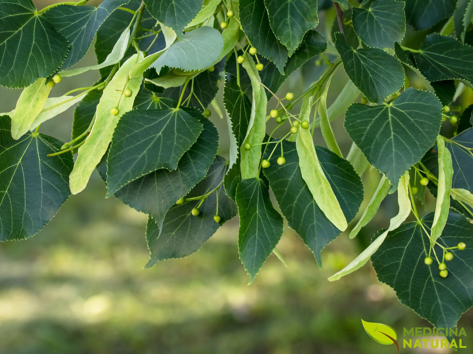 Tília - Tilia americana