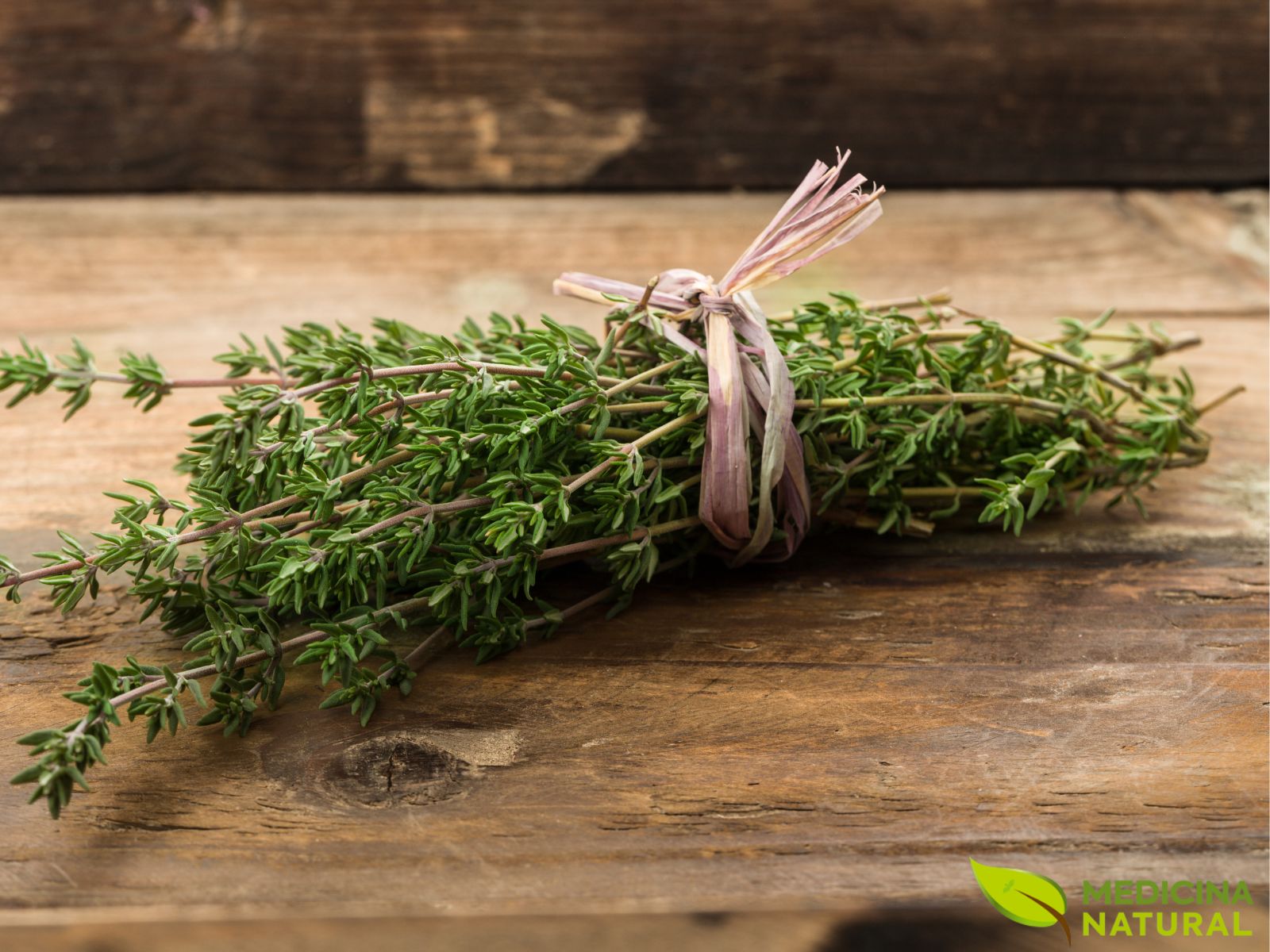 Thymus vulgaris - TOMILHO