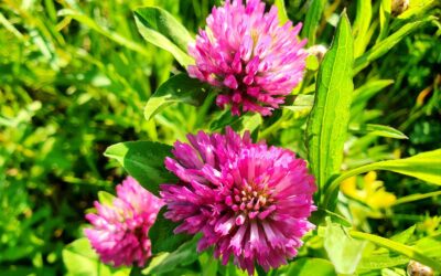 Trifolium pratense (TREVO-VERMELHO)